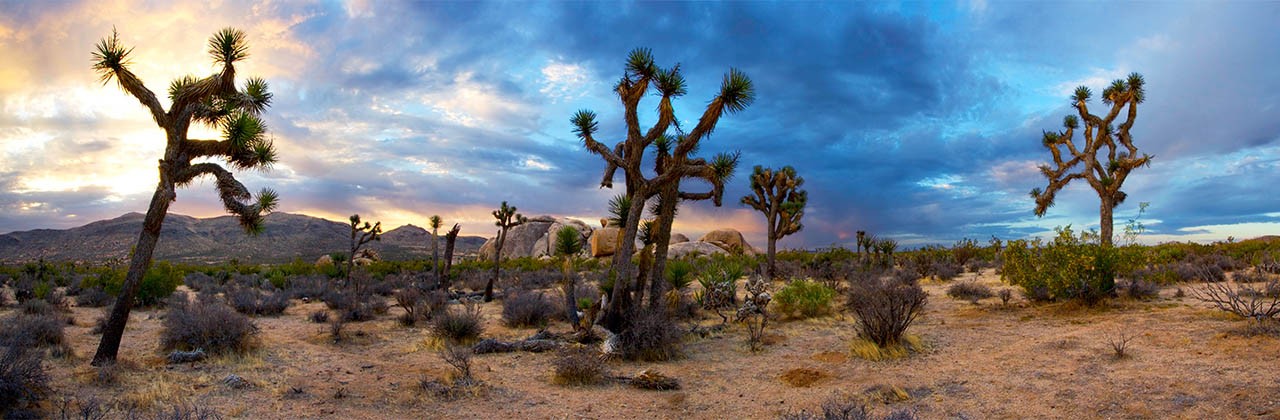 Sunrise Panorama of Joshua Tree National Park. Belle Campgrounds at Sunrise.  High-res stitched panorama.