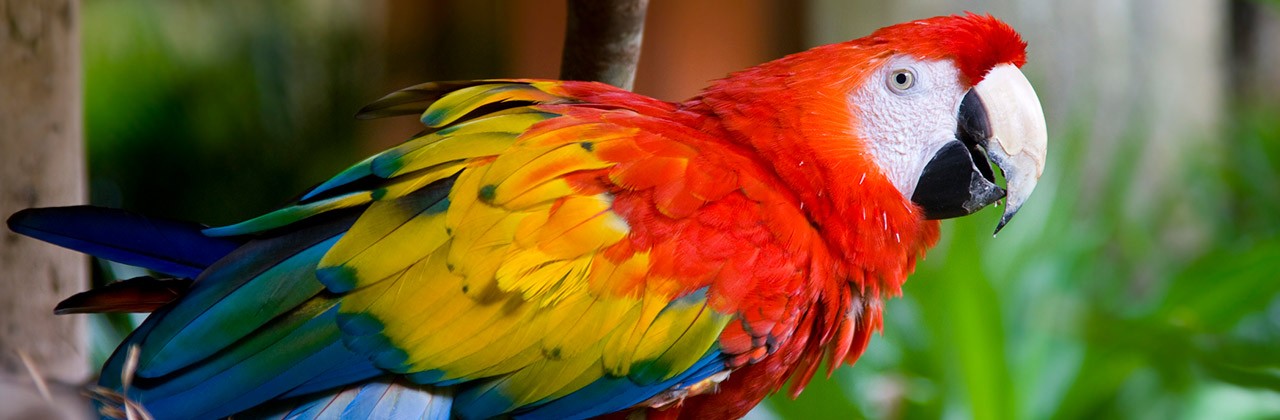 A scarlet macaw on a branch in Costa Rica
