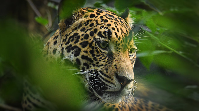 A jaguar seen through foliage in Costa Rica