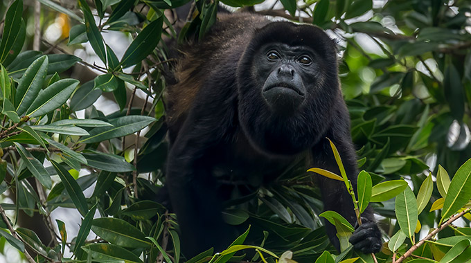 A howler monkey in the jungle in Costa Rica