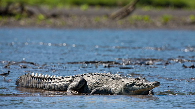 An American crocodile in a river in Costa Rica