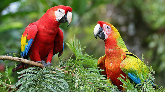 Two scarlet macaws in Costa Rica