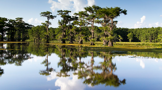 Bald cypresses and Spanish moss growing in Caddo Lake State Park
