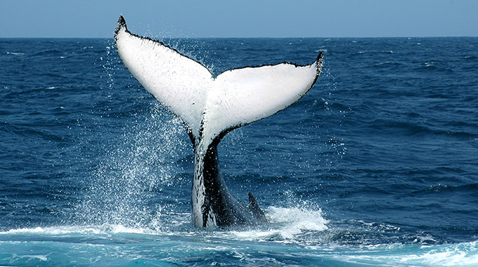 A humpback whale tail breach the ocean's surface
