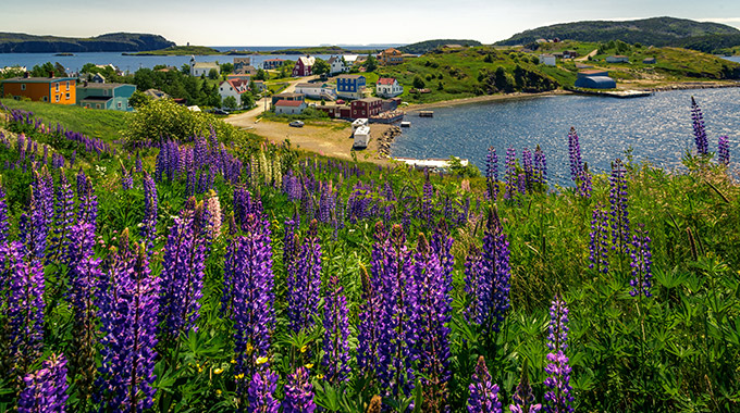 Purple lupine flowers in the historic Newfoundland town of Trinity.