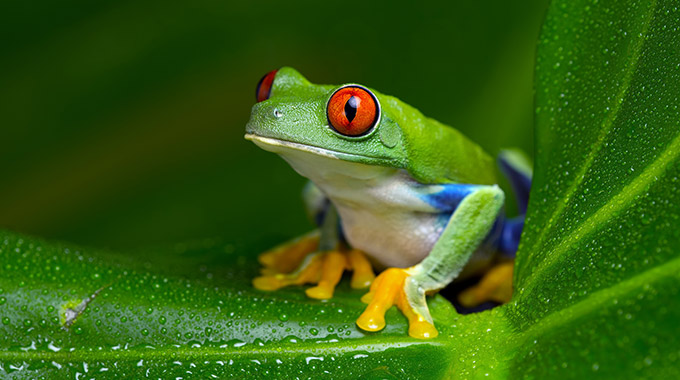 A red-eyed tree frog on a leaf in Costa Rica