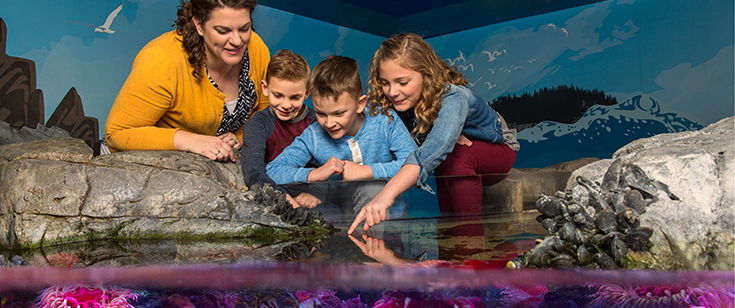 Family walking touching fish at touch pool in aquarium Family walking touching fish at touch pool in aquarium