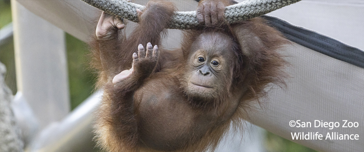 Baby orangutan playing