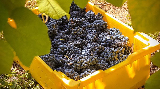 Crate of freshly picked wine grapes at Stone Hill Winery.
