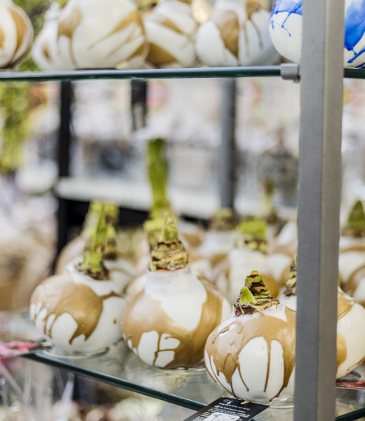 Leaf and Petal waxed amaryllis bulbs. 