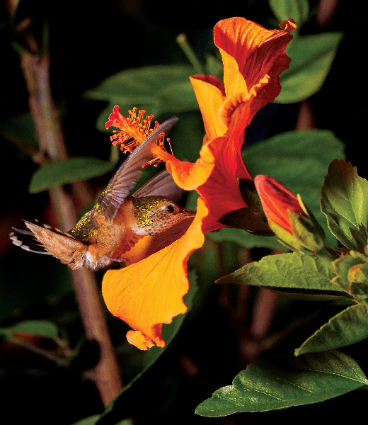 The Hummingbird and the Hibiscus by Abraham Ross, a 7-year AAA member from Beverly Hills, California