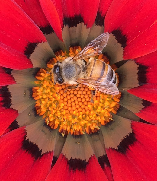 Bee Happy by Maria Puchalski