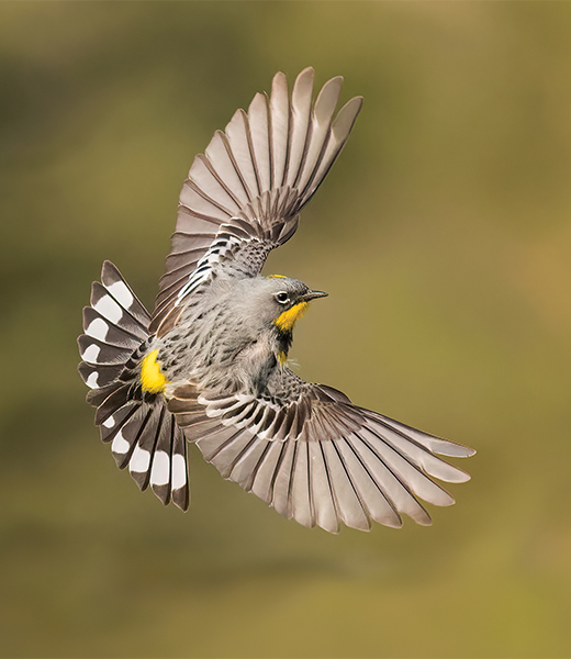 Yellow-rumped warbler bird in flight
