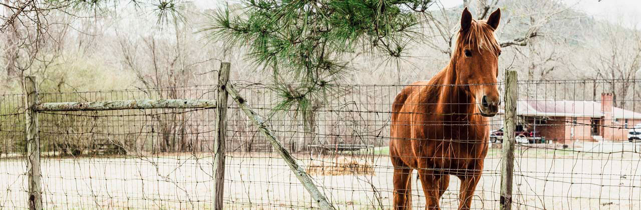 Horse off road in Cleburne County Alabama