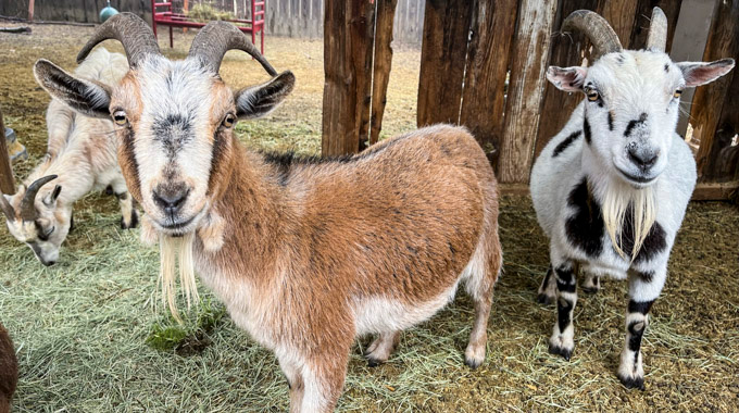 Goats at Julian Farm and Orchard.