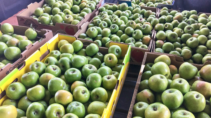 Boxes of green apples.