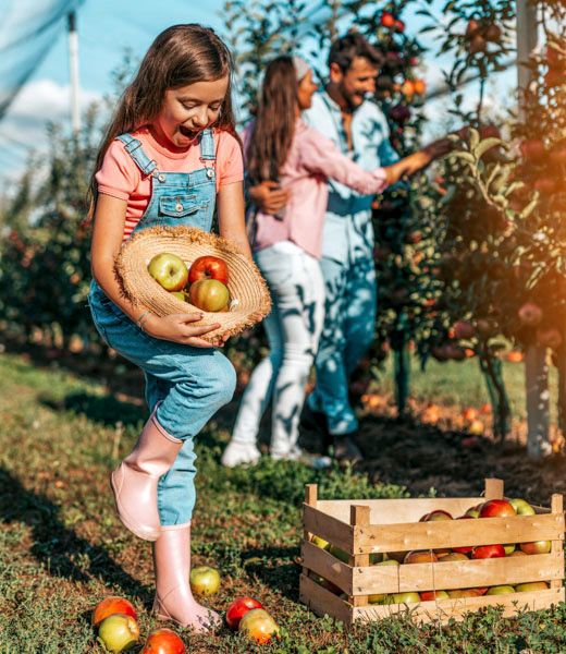 GIrl holding apples in a hat while her parents pick more in the background.