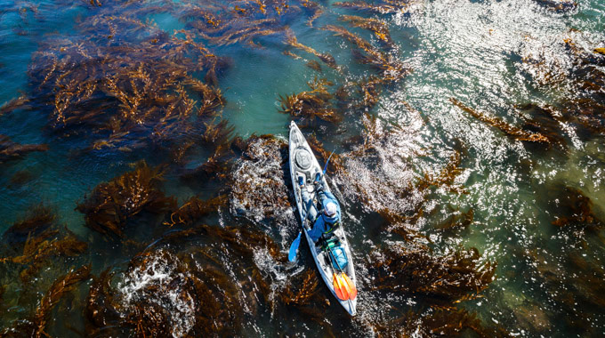 Beds of kelp float in the water underneath a kayaker