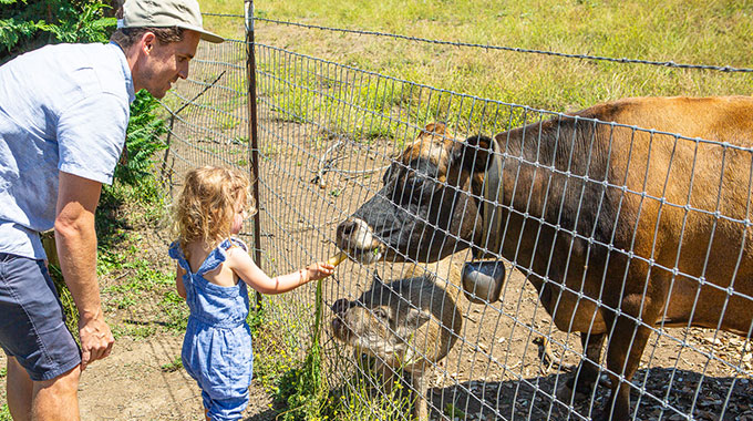 A young girl feeding a cow and pig