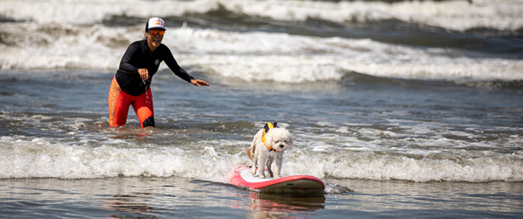 Dog on a surfboard, with the instructor following behind in the water.
