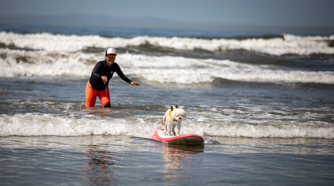 Trainer following in the water behind a dog learning to surf.