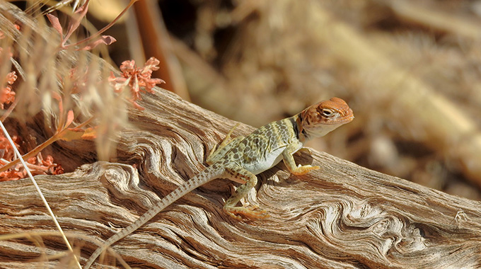 lizard in Mesa Verde National Park, Colorado