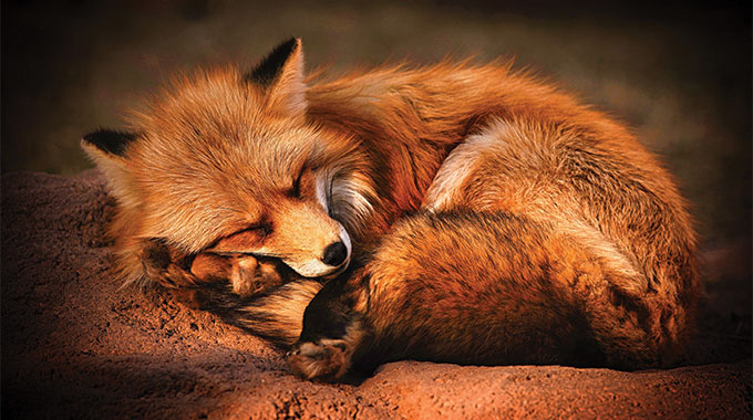 The Sleepy Fox by Jeff Szucs