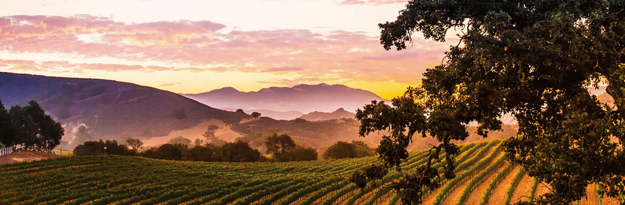 vineyard along Happy Canyon Road, Santa Ynez Valley, California
