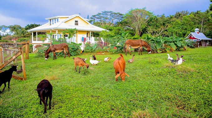 Animals grazing and roaming at Leilani Farm Sanctuary.