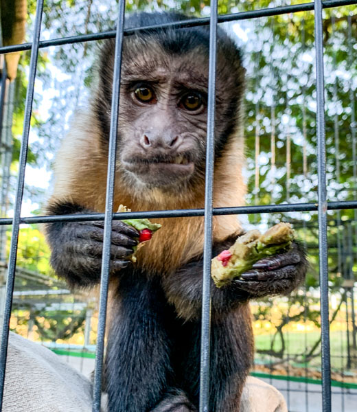 Capuchin monkey holding food inside its enclosure.
