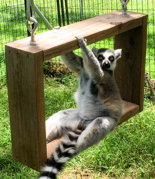 Ring-tailed lemur relaxing at Three Ring Ranch.