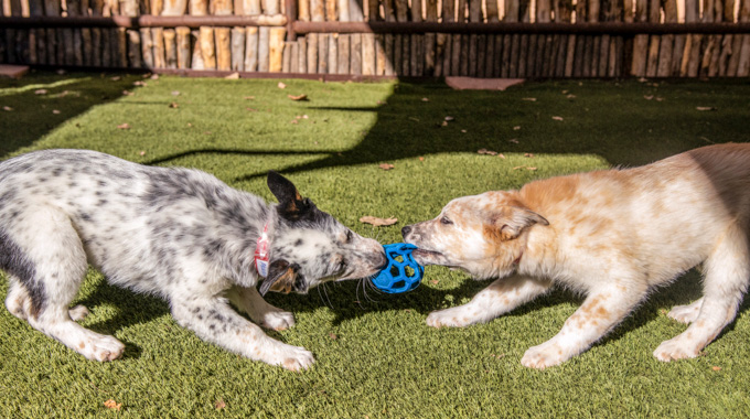 Puppies playing with a ball at Ojo Santa Fe.