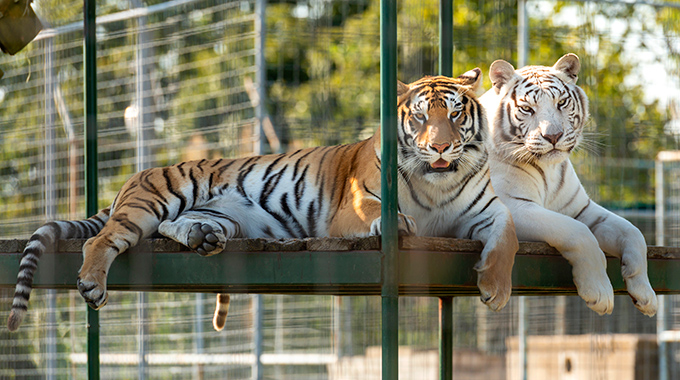 A tiger and white tiger laying side by side at Turpentine Creek Wildlife Refuge.