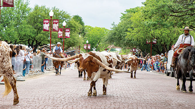 The Fort Worth Stockyards: See A Cattle Drive - Wine Travel Kids