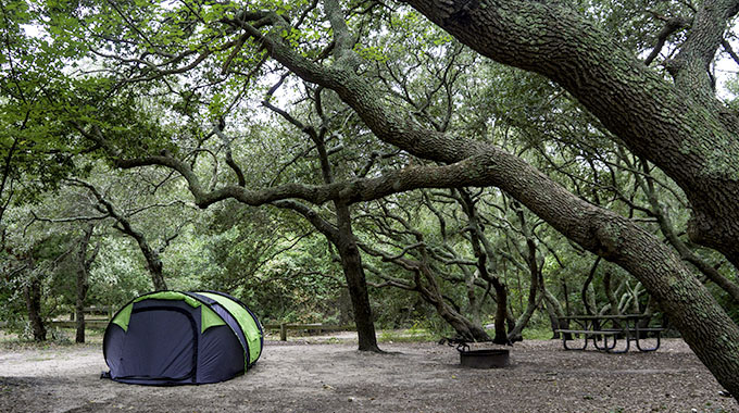 A tent under an oak tree at a campsite