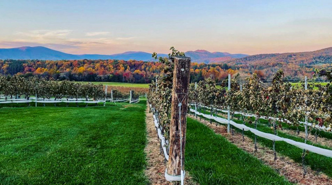 Many visitors come to Stinson Vineyards in the fall to experience the changing leaves while sipping on vino and enjoying seasonal shared plates. | Photo courtesy Stinson Vineyards