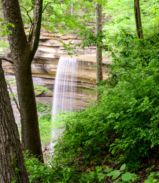 View of Tunnel Falls between trees.