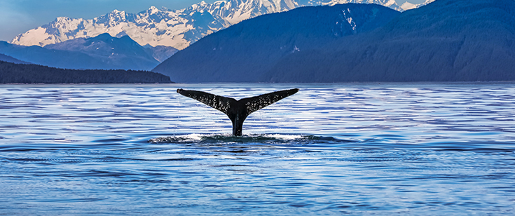 Whale tail in bay of Juneau, Alaska Whale tail in bay of Juneau, Alaska